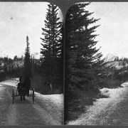 Cover image of [Buggie(?) on Tunnel Mountain Road near Banff]