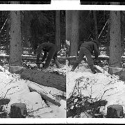 Cover image of Men cutting tree