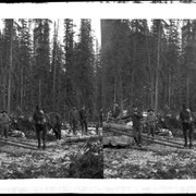 Cover image of Men stacking logs from skid