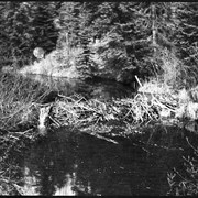 Cover image of Beaver dam