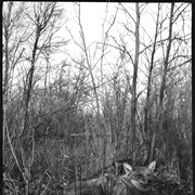 Cover image of Coyote lying in bush