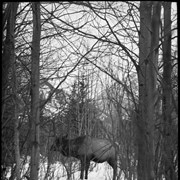 Cover image of Bull elk