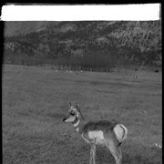 Cover image of Banff Animal Paddock, antelope