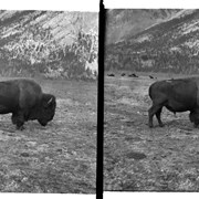 Cover image of Banff Animal Paddock, buffalo, includes Sir Donald?