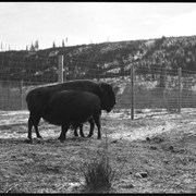 Cover image of Banff Animal Paddock, buffalo