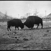 Cover image of Banff Animal Paddock, buffalo fighting