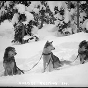 Cover image of 239. Huskies resting, Ike Mills