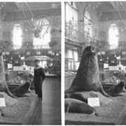 Cover image of Monaco trip, interior of museum (France?), stereo