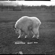 Cover image of 338. Mountain goat