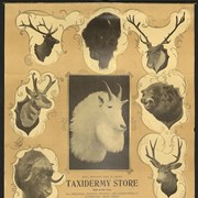Cover image of Sign of the Goat taxidermy poster and calendar, 1906