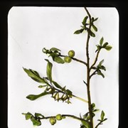 Cover image of Eleagnus Argentea  Silver Berry
