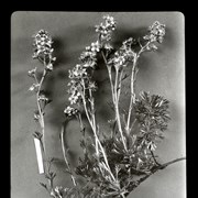 Cover image of Lutkea Pectinata  Cougar Valley