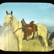 Cover image of [Saddlehorse]