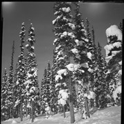 Cover image of Banff views, west road