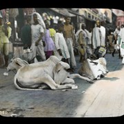 Cover image of 
[Cows on the street][India]