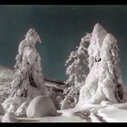 Cover image of [Snow formation on tree]