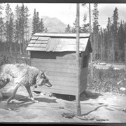 Cover image of Banff, prairie wolf