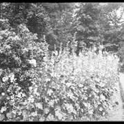 Cover image of Hollyhocks in garden 1912