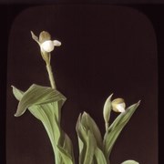 Cover image of Cypripedium passerinum