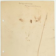 Cover image of Pressed Plant Album