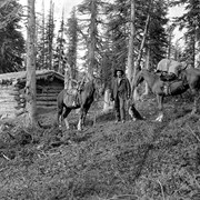 Cover image of Bill Peyto and his shack