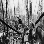Cover image of Cutting downed timber, Fay Trip from Jasper to Hudson's Hope, 1914