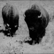 Cover image of Wood Buffalo Roundup