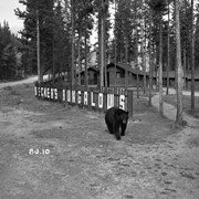 Cover image of Beckers, Jasper, Bears . -- [ca. 1950]