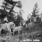 Cover image of Big Horn Sheep