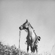 Cover image of [Bert Riggall's horse]