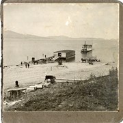 Cover image of Docks and cattle