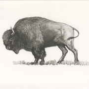Cover image of Buffalo Badge Sketch
