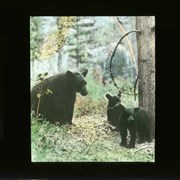 Cover image of Bear & cubs - Wildlife