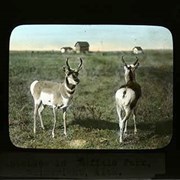 Cover image of Antelope in Buffalo Park, Wainwright, Alta. - Wildlife
