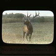 Cover image of Elk, Buffalo Park, Wainwright - Wildlife