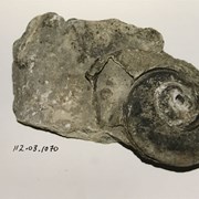 Cover image of Ammonite Fossil