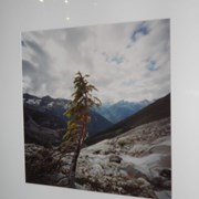 Cover image of Lone Tree Below Illecillewaet Glacier