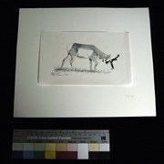 Cover image of Antelope Buck