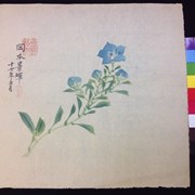 Cover image of Untitled [Gentian Flower]