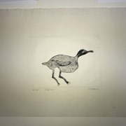 Cover image of Bird