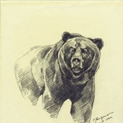 Cover image of Bear sketch