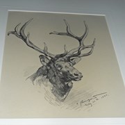 Cover image of Elk head
