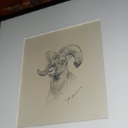 Cover image of Bighorn Ram head 