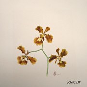 Cover image of Oncideum forbesii / Brasilidium forbesii? (Wildflower)