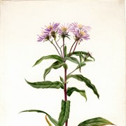 Cover image of Aster bigelovii (Purple Tansy Aster)