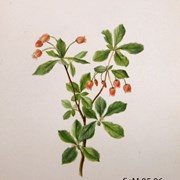 Cover image of Menziesia glabella (Western Menziesia)