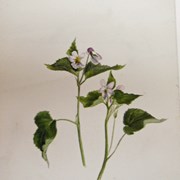 Cover image of Viola canadensis (Western Canada Violet)