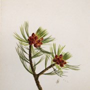 Cover image of Pinus albicaulis (White Pine)