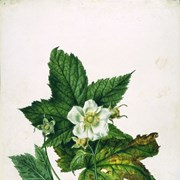 Cover image of Rubus parviflorus (Mountain Raspberry) (Thimbleberry)