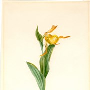 Cover image of Cypripedium calceolus (Yellow Lady's Slipper)